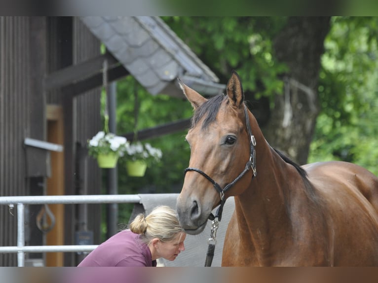 Caballo de salto Oldenburgo Yegua 8 años 166 cm Castaño in Gummersbach