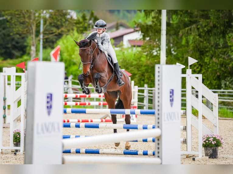 Caballo de salto Oldenburgo Yegua 8 años 167 cm Castaño oscuro in Mutlangen Caballo de salto Oldenburgo Yegua 8 años 167 cm Castaño oscuro in Mutlangen