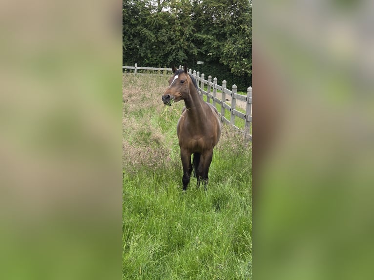 Caballo de salto Oldenburgo Yegua 8 años 167 cm Negro in Oudsbergen