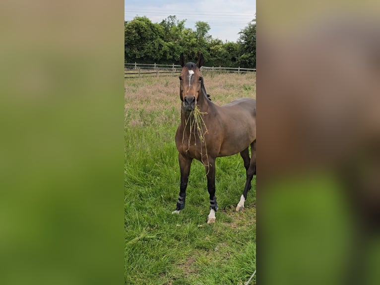 Caballo de salto Oldenburgo Yegua 8 años 167 cm Negro in Oudsbergen