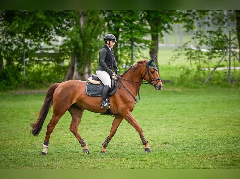 Caballo de salto Oldenburgo Yegua 8 años 168 cm Alazán in Winterberg ZH