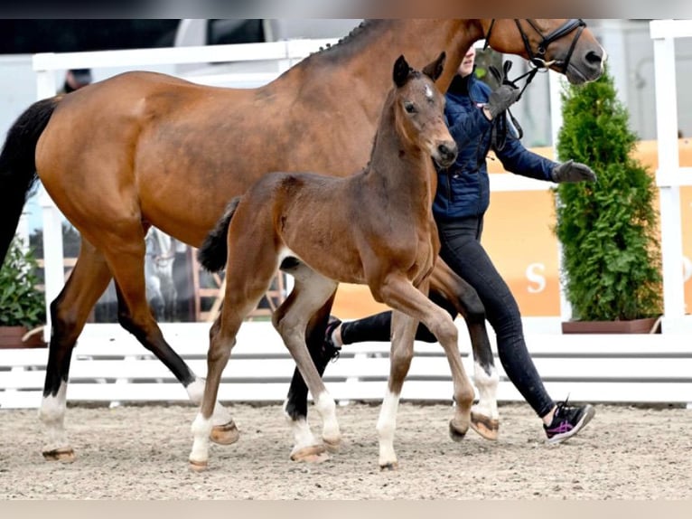 Caballo de salto Oldenburgo Yegua 8 años 168 cm Castaño in Merzen