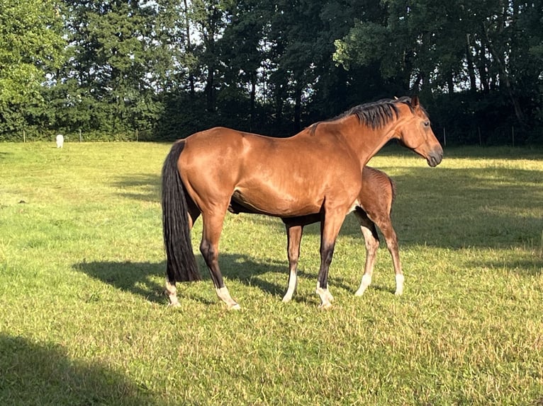 Caballo de salto Oldenburgo Yegua 8 años 168 cm Castaño in Merzen