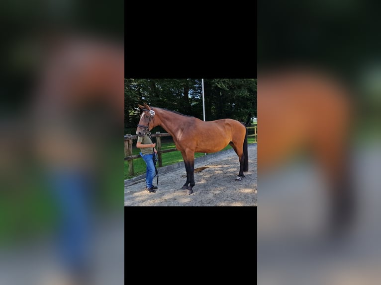 Caballo de salto Oldenburgo Yegua 8 años 168 cm Castaño in Emstek