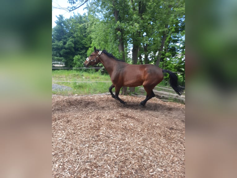 Caballo de salto Oldenburgo Yegua 8 años 168 cm Castaño in Chemnitz, Sachsen