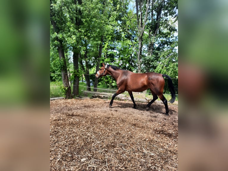Caballo de salto Oldenburgo Yegua 8 años 168 cm Castaño in Chemnitz, Sachsen