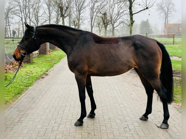 Caballo de salto Oldenburgo Yegua 8 años 168 cm Castaño in Chemnitz, Sachsen