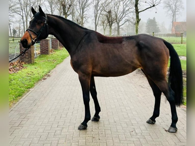 Caballo de salto Oldenburgo Yegua 8 años 168 cm Castaño in Chemnitz, Sachsen