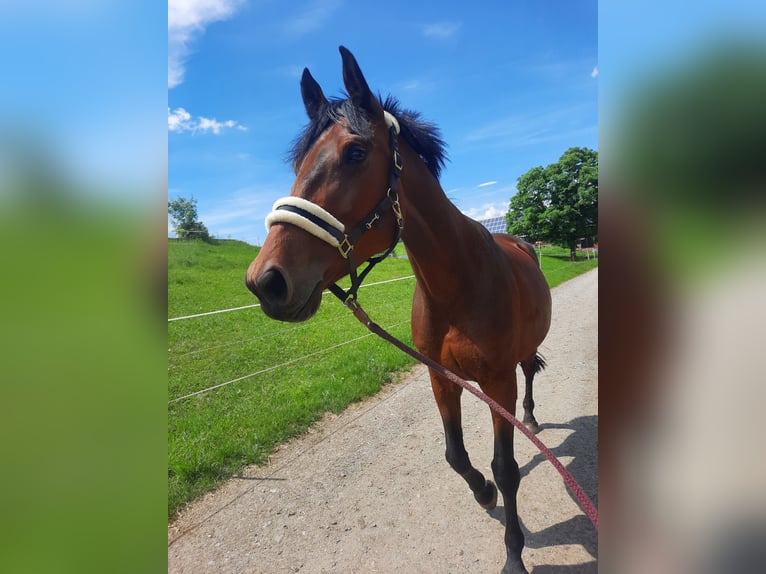 Caballo de salto Oldenburgo Yegua 8 años 168 cm Castaño in Chemnitz, Sachsen