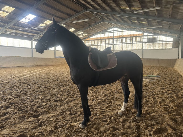 Caballo de salto Oldenburgo Yegua 8 años 168 cm Castaño oscuro in Mechelroda