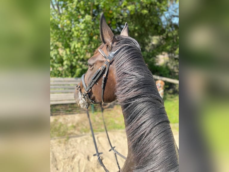 Caballo de salto Oldenburgo Yegua 8 años 168 cm Castaño oscuro in Meerane