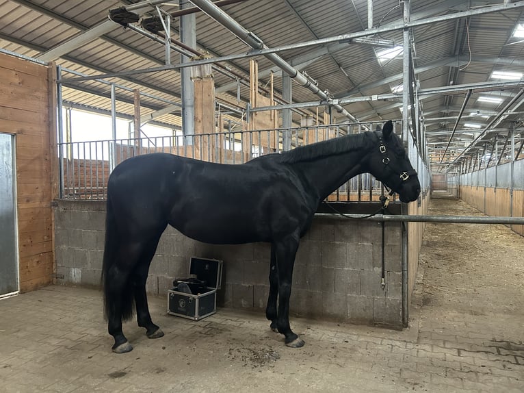 Caballo de salto Oldenburgo Yegua 8 años 168 cm Negro in Alsdorf