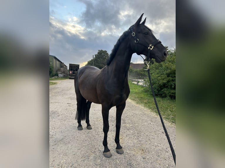 Caballo de salto Oldenburgo Yegua 8 años 168 cm Negro in Alsdorf