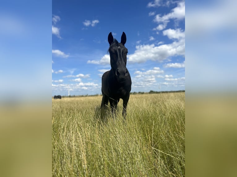 Caballo de salto Oldenburgo Yegua 8 años 168 cm Negro in Alsdorf