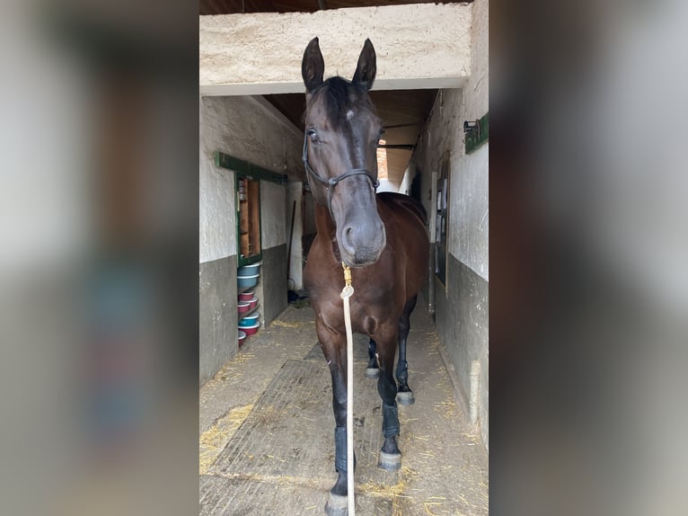 Caballo de salto Oldenburgo Yegua 8 años 168 cm Negro in Alsdorf