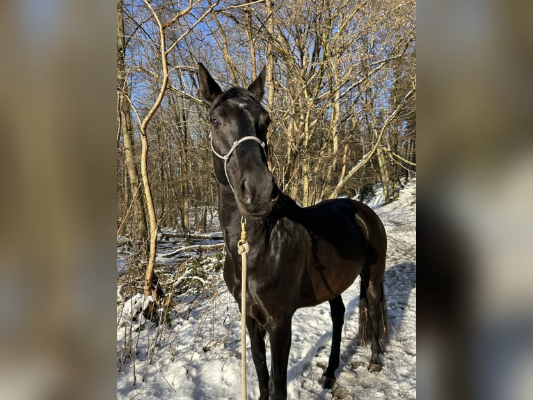 Caballo de salto Oldenburgo Yegua 8 años 168 cm Negro in Alsdorf