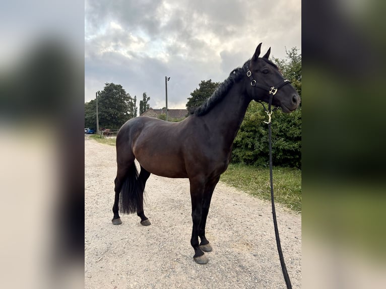 Caballo de salto Oldenburgo Yegua 8 años 168 cm Negro in Alsdorf