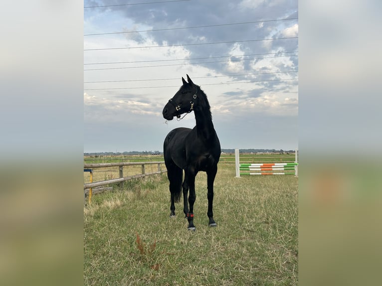 Caballo de salto Oldenburgo Yegua 8 años 168 cm Negro in Alsdorf