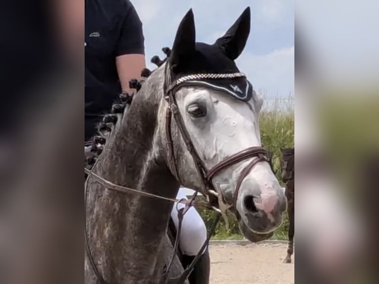 Caballo de salto Oldenburgo Yegua 8 años 168 cm Tordo in Lenzburg