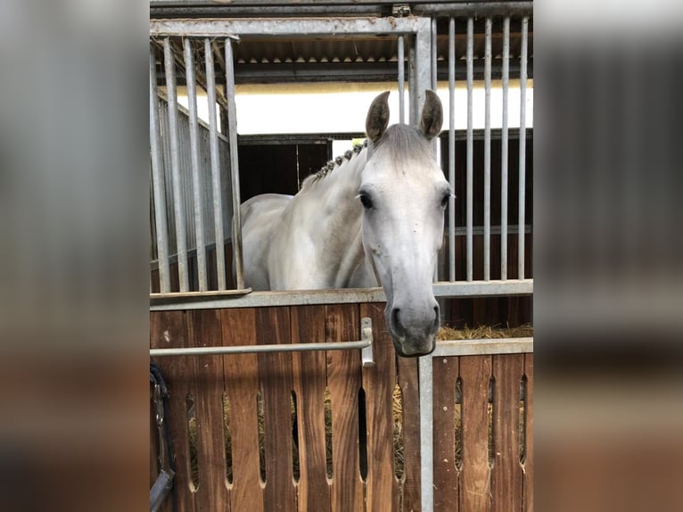 Caballo de salto Oldenburgo Yegua 8 años 168 cm Tordo in Salgen