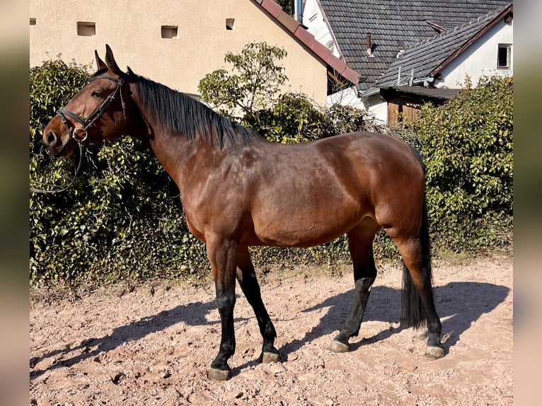 Caballo de salto Oldenburgo Yegua 8 años 169 cm Castaño in Sonnefeld