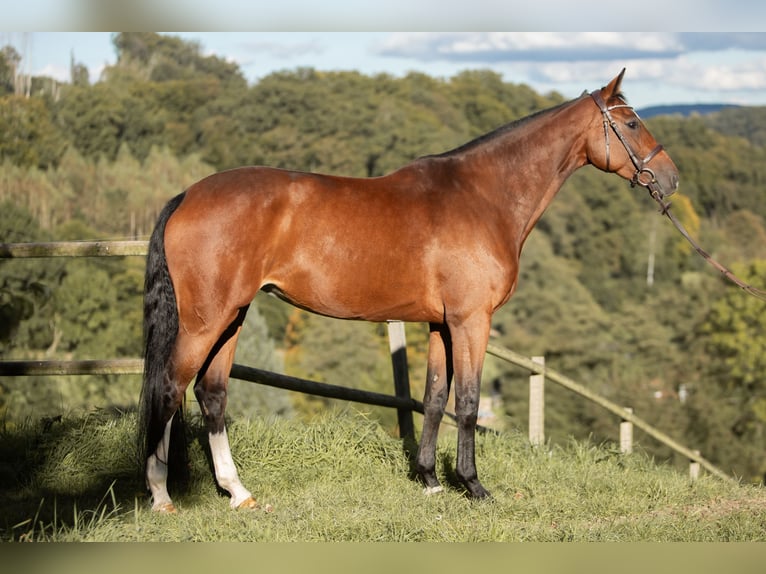 Caballo de salto Oldenburgo Yegua 8 años 170 cm Castaño in Kürten