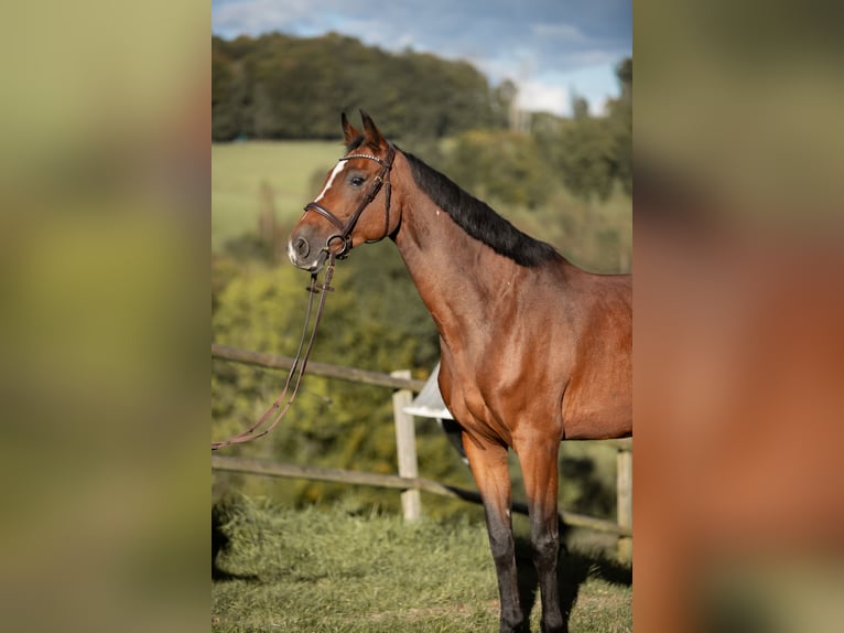 Caballo de salto Oldenburgo Yegua 8 años 170 cm Castaño in Kürten