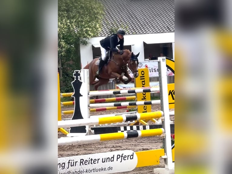 Caballo de salto Oldenburgo Yegua 8 años 171 cm Alazán in Hüllhorst