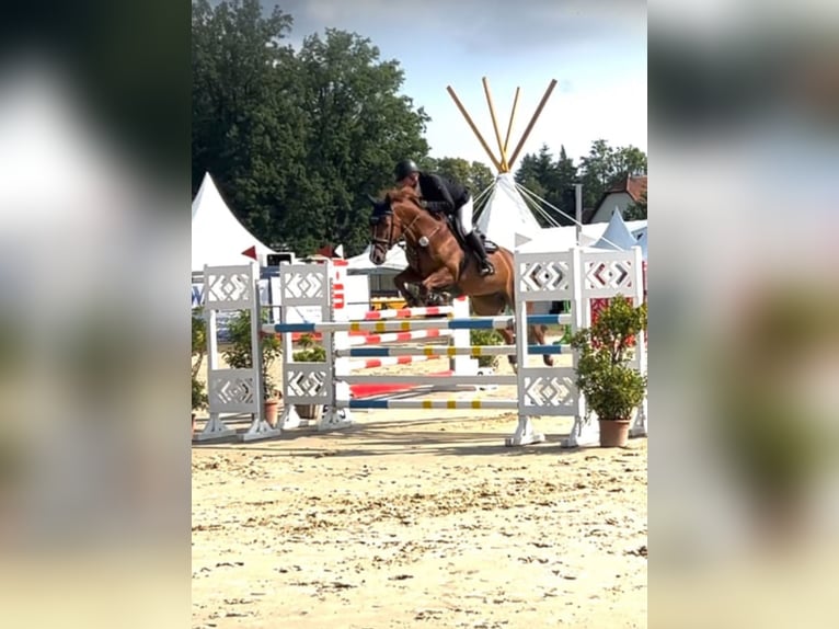 Caballo de salto Oldenburgo Yegua 8 años 171 cm Alazán in Hüllhorst