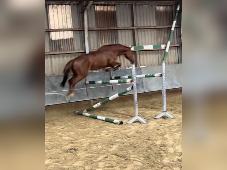 Caballo de salto Oldenburgo Yegua 8 años 171 cm Alazán in Hüllhorst