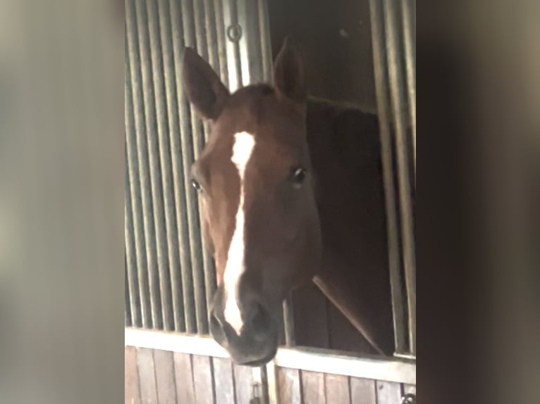 Caballo de salto Oldenburgo Yegua 8 años 171 cm Alazán in Hüllhorst