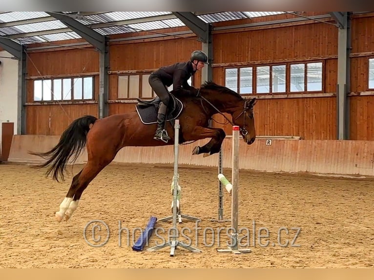Caballo de salto Oldenburgo Yegua 8 años 171 cm Castaño in Jindrichuv Hradec