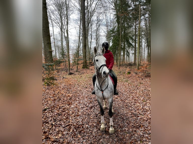 Caballo de salto Oldenburgo Yegua 8 años 173 cm Tordo rodado in Leonberg