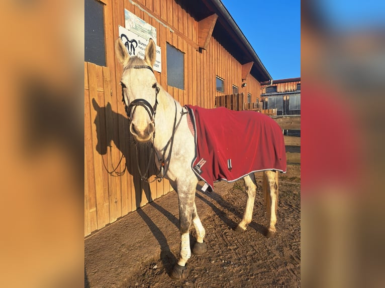 Caballo de salto Oldenburgo Yegua 8 años 173 cm Tordo rodado in Leonberg