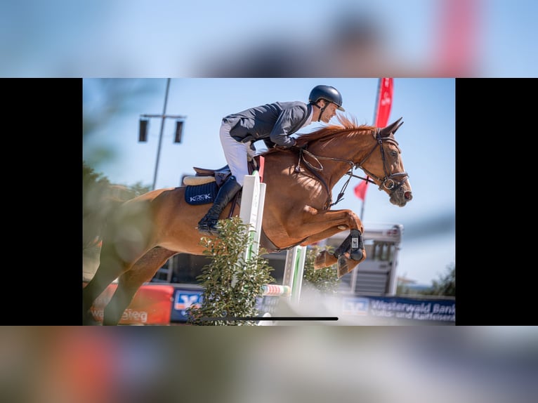 Caballo de salto Oldenburgo Yegua 8 años 174 cm Alazán in Gießen