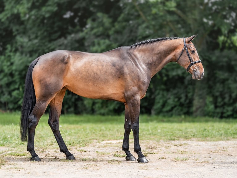 Caballo de salto Oldenburgo Yegua 8 años 175 cm Castaño rojizo in Zduchovice