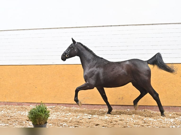 Caballo de salto Oldenburgo Yegua 8 años 175 cm Negro in Geestland