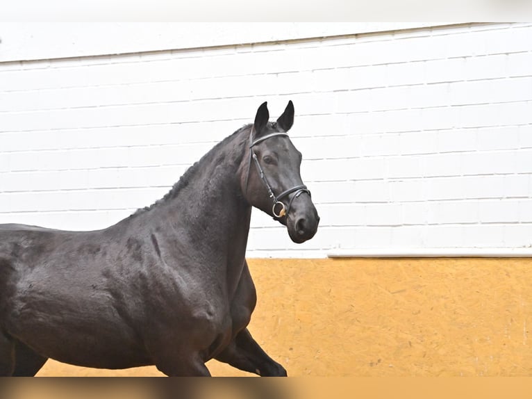 Caballo de salto Oldenburgo Yegua 8 años 175 cm Negro in Geestland