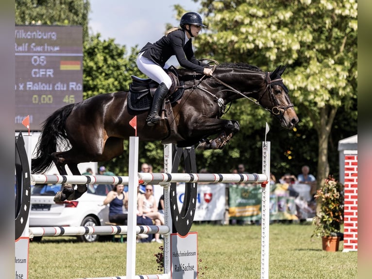 Caballo de salto Oldenburgo Yegua 8 años 176 cm Castaño oscuro in Springe