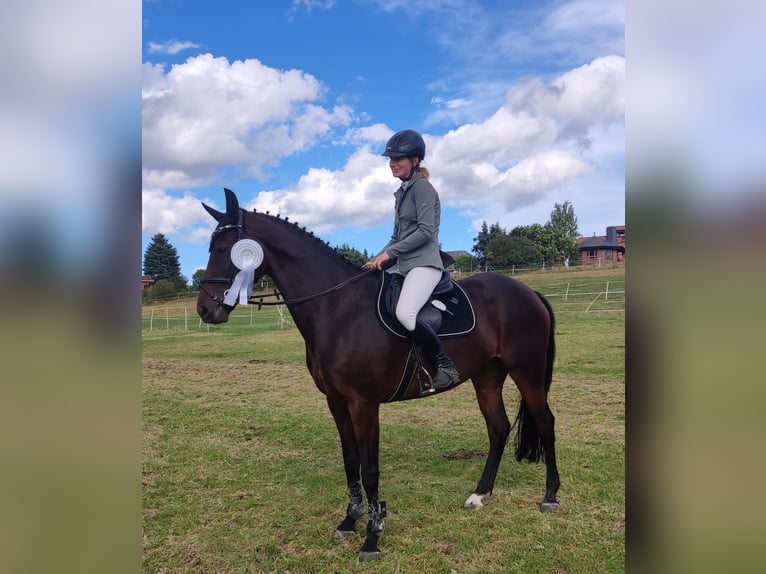 Caballo de salto Oldenburgo Yegua 8 años Castaño in Barntrup