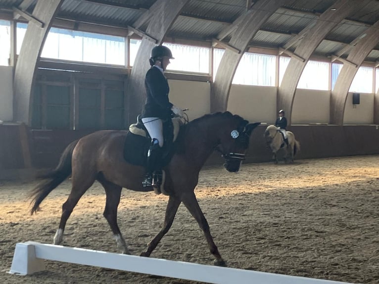 Caballo de salto Oldenburgo Yegua 9 años 162 cm Alazán in Schönberg