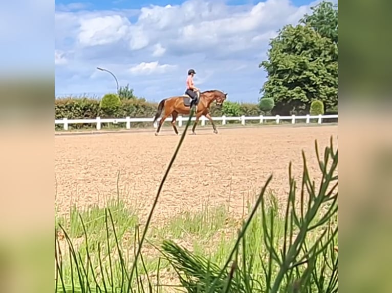 Caballo de salto Oldenburgo Yegua 9 años 162 cm Alazán in Schönberg