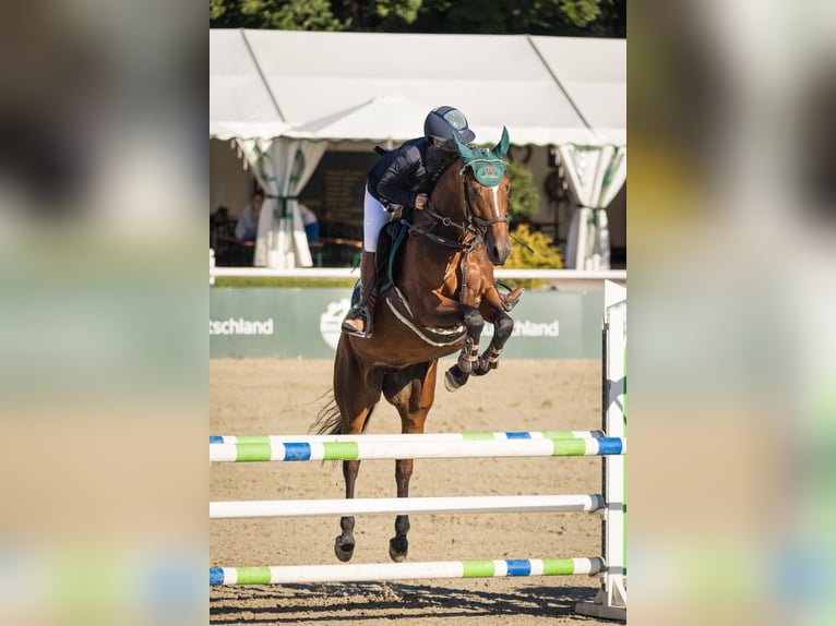 Caballo de salto Oldenburgo Yegua 9 años 162 cm Castaño in Dettighofen