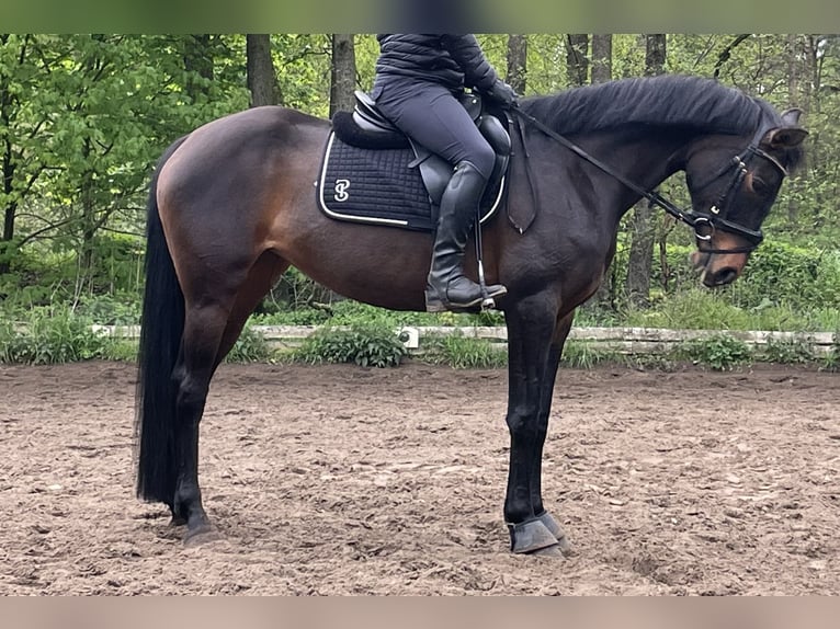 Caballo de salto Oldenburgo Yegua 9 años 163 cm Castaño oscuro in Groß Gottschow