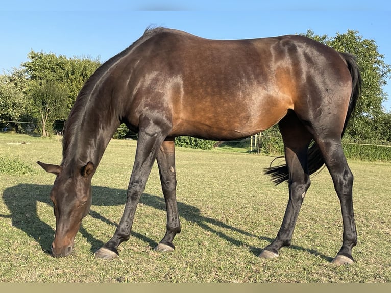 Caballo de salto Oldenburgo Yegua 9 años 163 cm Castaño oscuro in Groß Gottschow