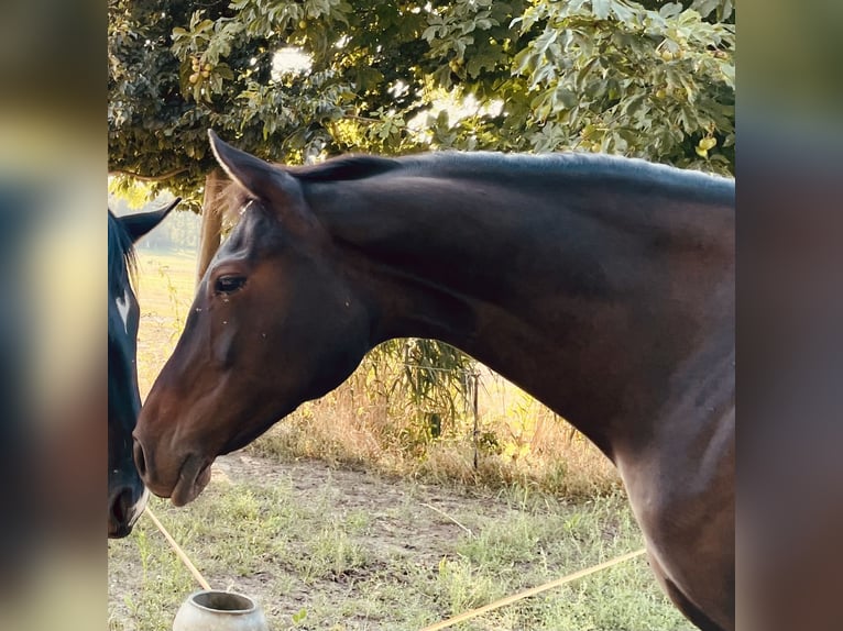 Caballo de salto Oldenburgo Yegua 9 años 163 cm Castaño oscuro in Groß Gottschow