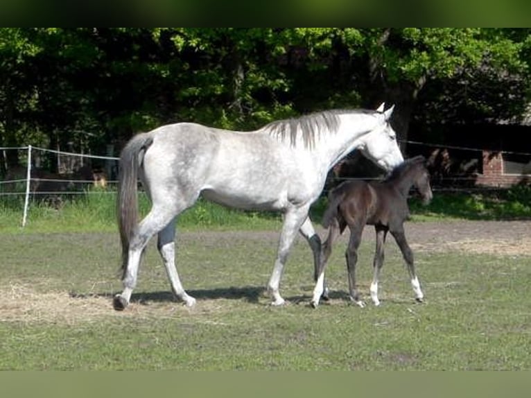 Caballo de salto Oldenburgo Yegua 9 años 163 cm Tordo in Rehden