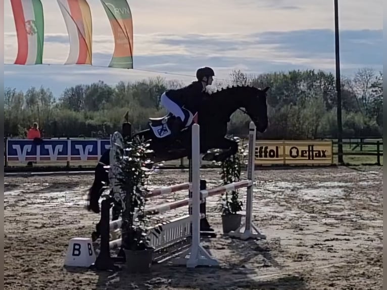 Caballo de salto Oldenburgo Yegua 9 años 166 cm Morcillo in Rheine