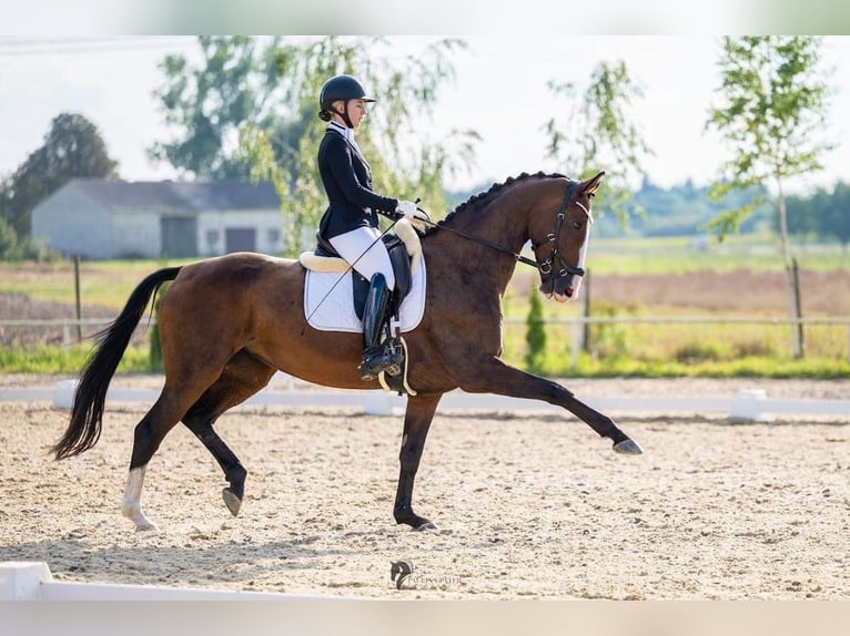 Caballo de salto Oldenburgo Yegua 9 años 167 cm Castaño oscuro in Biała Podlaska