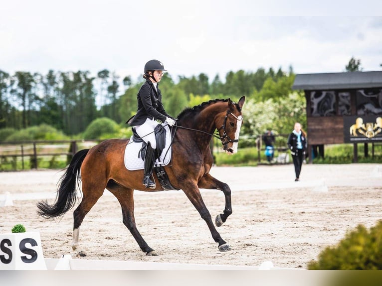 Caballo de salto Oldenburgo Yegua 9 años 167 cm Castaño oscuro in Biała Podlaska